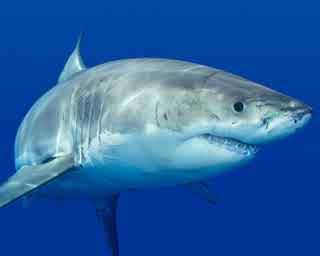 94 акула океан зубы